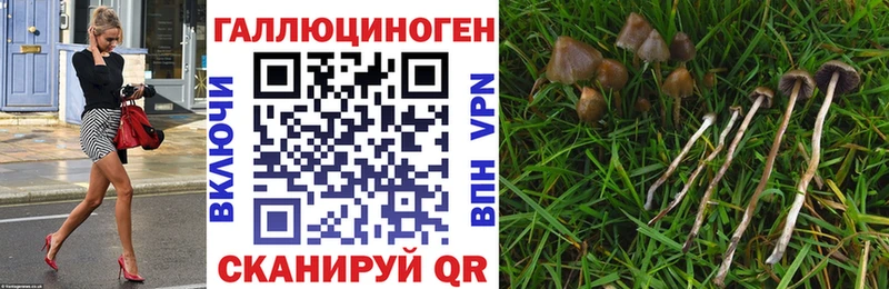 Псилоцибиновые грибы Psilocybe Козьмодемьянск